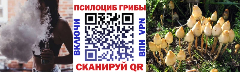 Псилоцибиновые грибы Psilocybe  Морозовск 